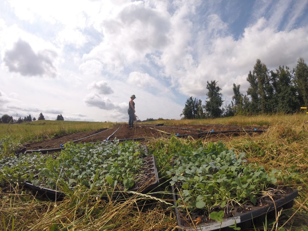 bc seed farm, abbotsford, vancouver