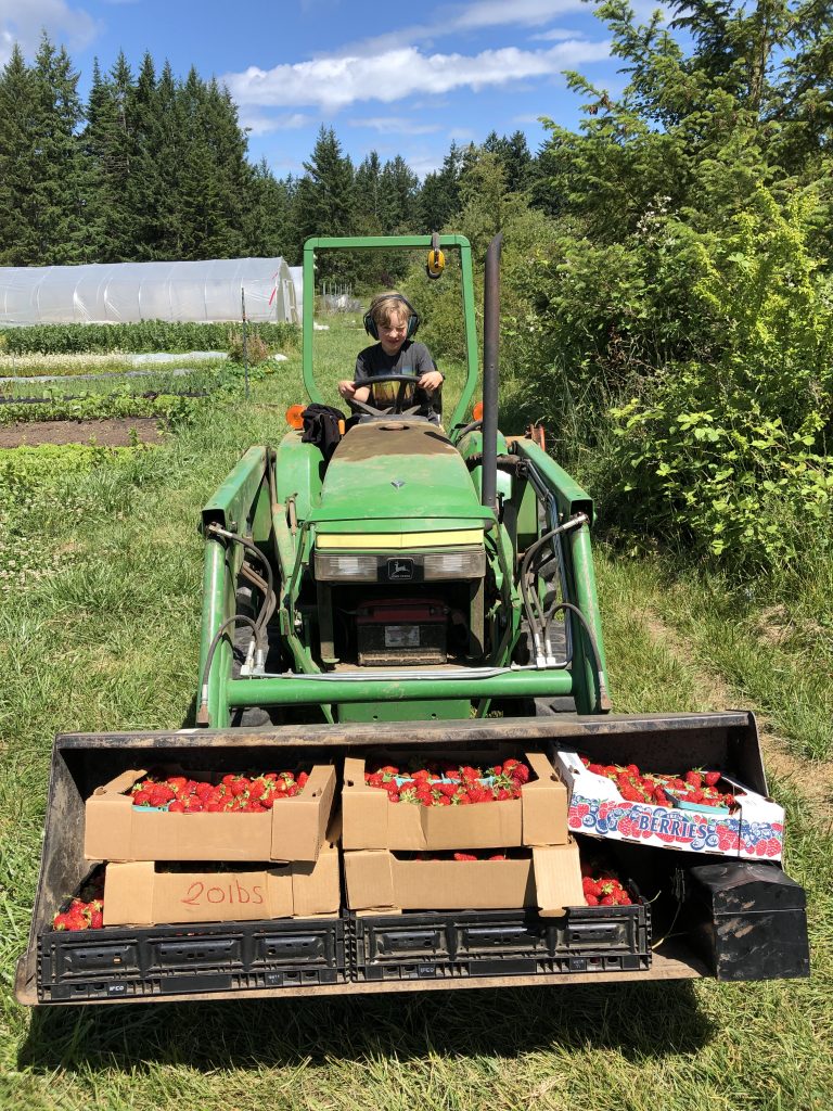 golden tree farm, salt spring island, farm job