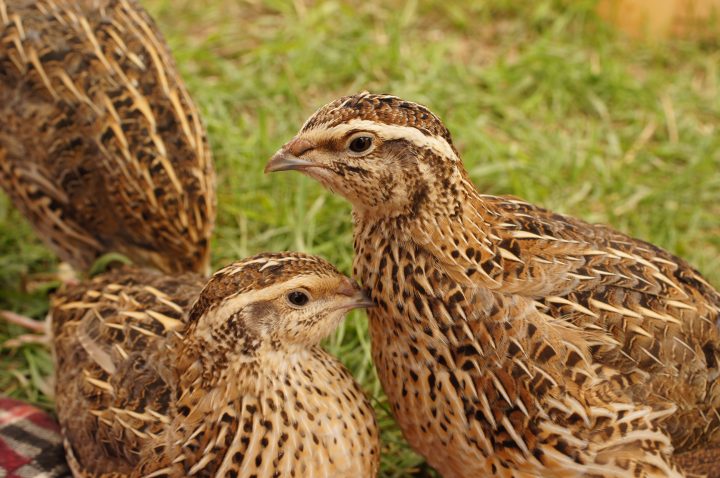 Forrest Farm Quail