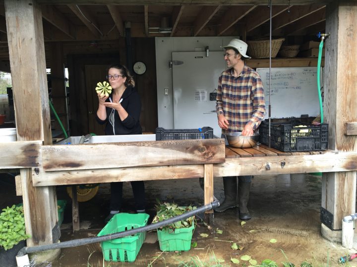 alm farm, sooke, vancouver island, seed