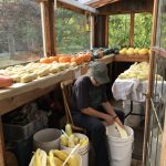 OCT 9, 2019: Sooke, BC – Apprenticeship Enrichment on Seed Saving