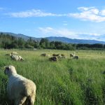 NO LONGER AVAILABLE: Kelowna Free Graze Lamb, Kelowna, BC