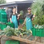 Filled ~ FARM JOB: GUELPH, ON – Ignatius Farm, Farm Outreach Staff