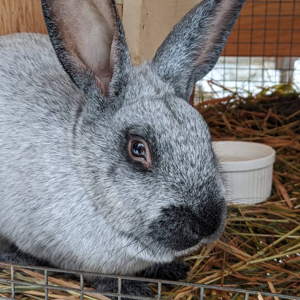 thimbleberry farm, terrace, rabbit
