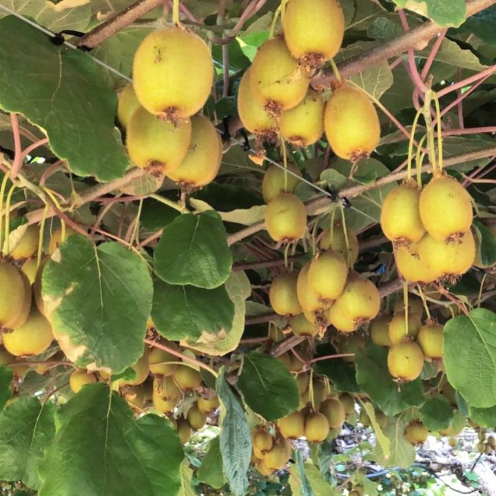 Kiwis on the vine!