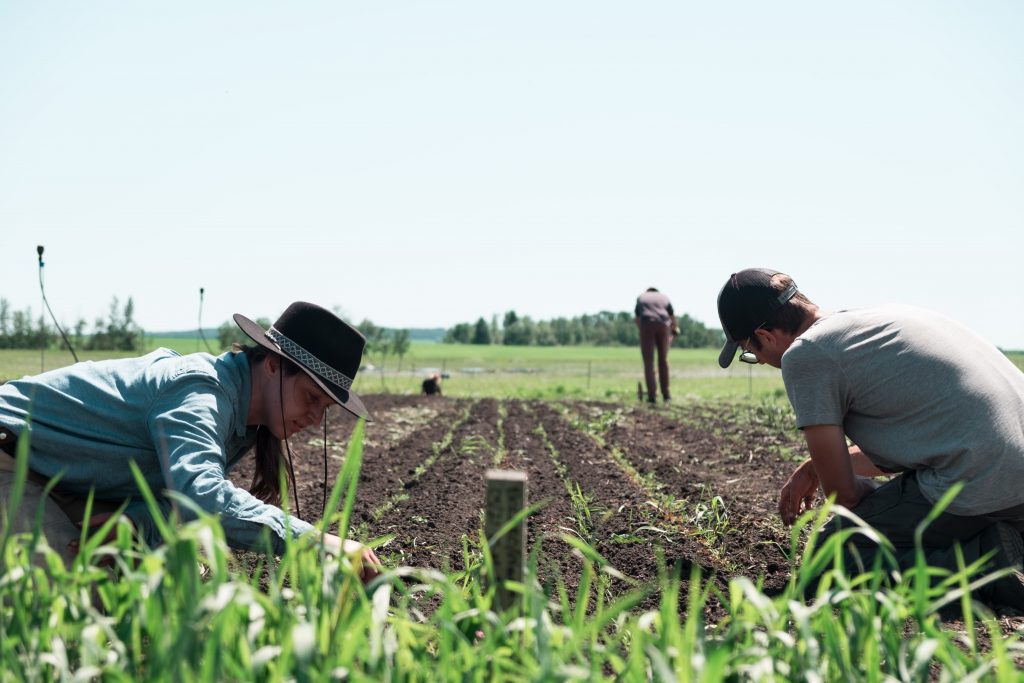 organic farmers kneeling in vegetable field