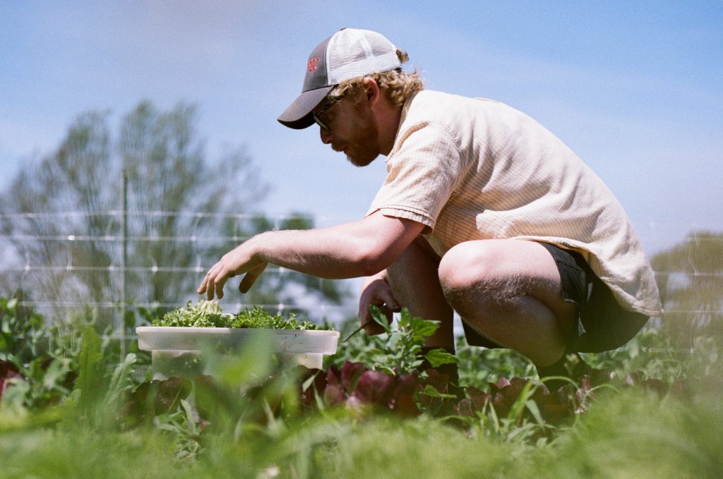 Blue Wheelbarrow farm, prince edward county, picton, ontario, farm job, field manager