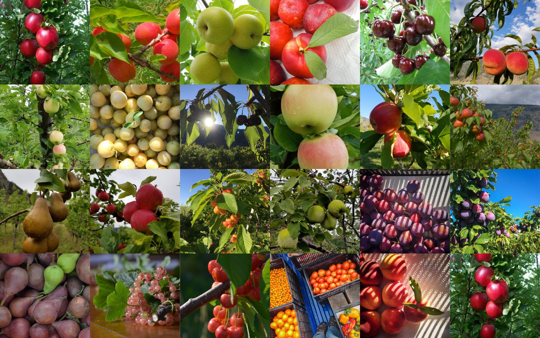 snowy mountain organics, farm job, cawston, okanagan