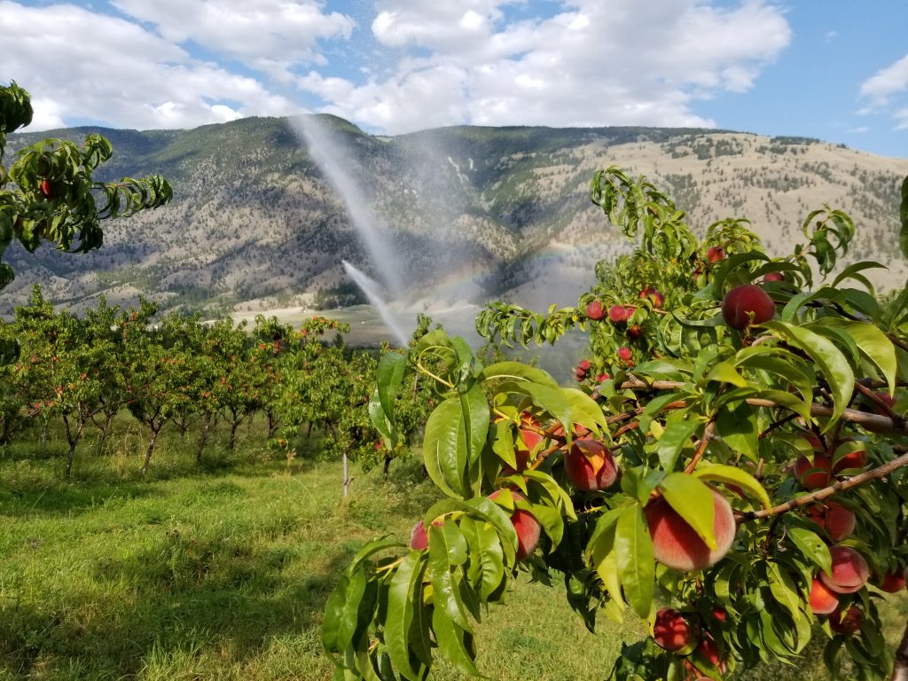 snowy mountain organics, farm job, cawston, okanagan