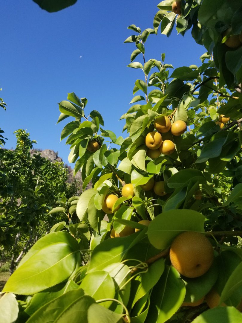 snowy mountain organics, farm job, cawston, okanagan