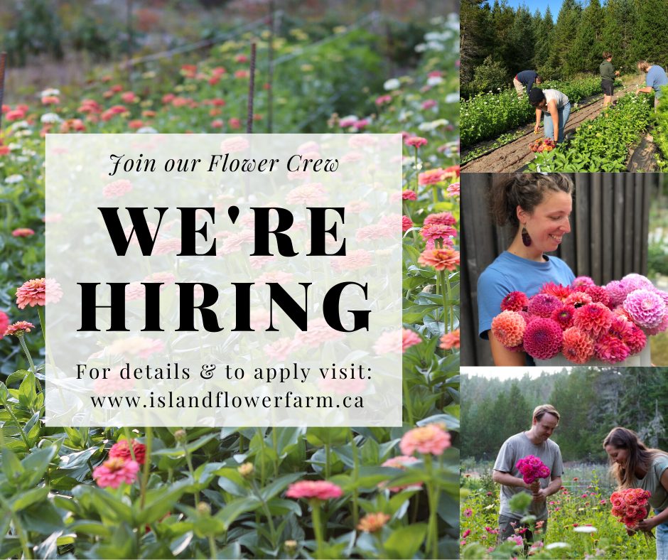 island flower farm, farm job, vancouver island, qualicum beach