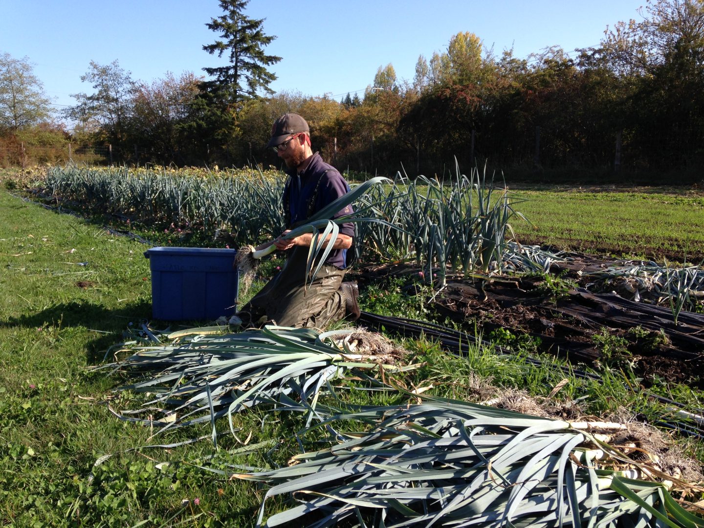 Tatlo Road Farm, farm job, crofton, duncan