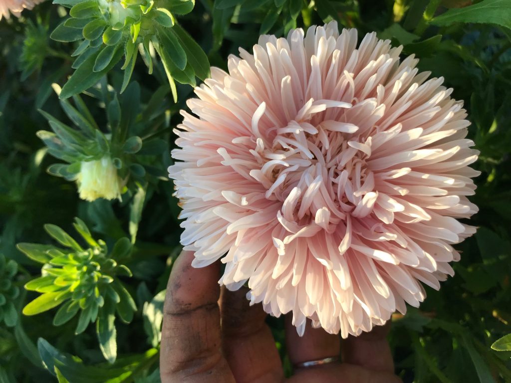 river and sea flowers, farm job, vancouver bc