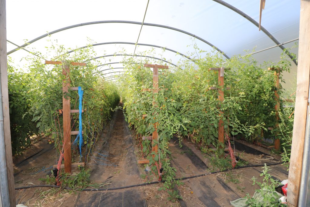 Stein Mountain Farm, lytton, apprenticeship, internship