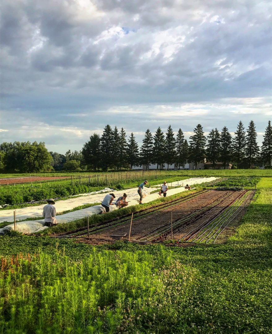 Blue Wheelbarrow farm, prince edward county, picton, ontario, farm job, field manager
