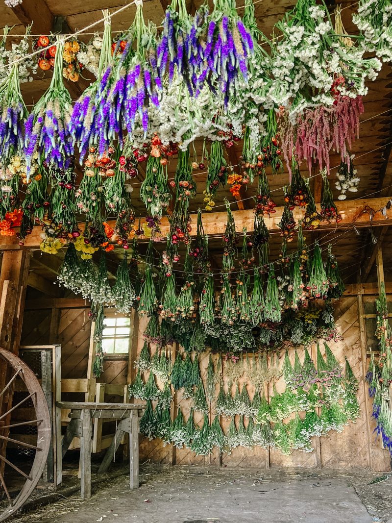 Lady's Hat flowers hanging