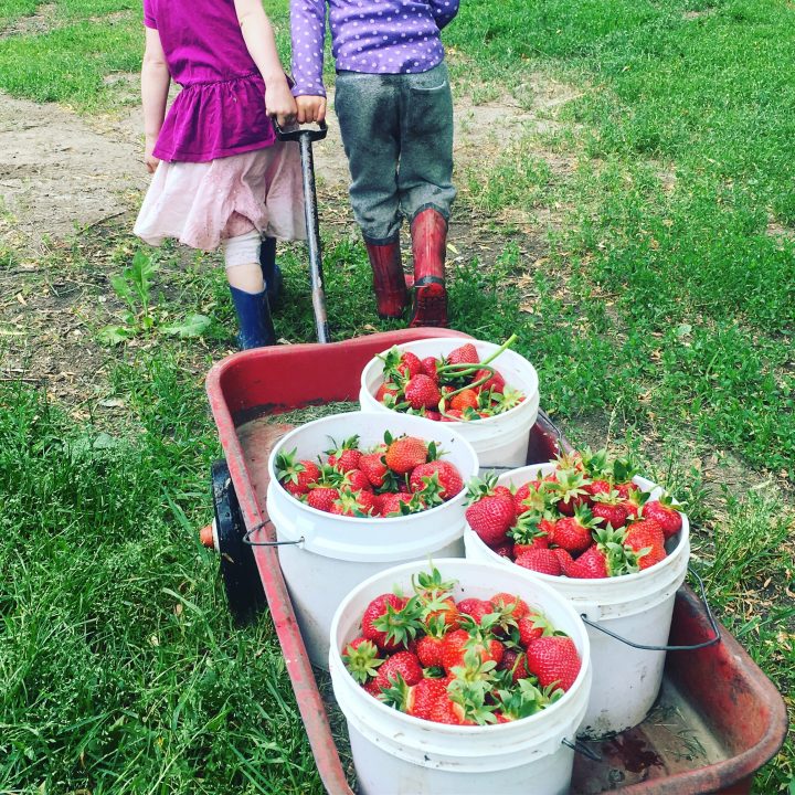 plgrims produce, farm job, vernon, armstrong