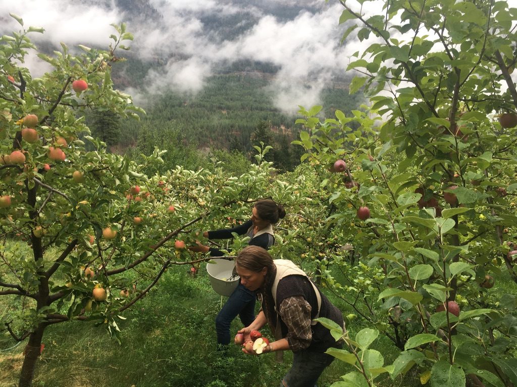sapo bravo organics, lytton, farm, apprenticeship, internship