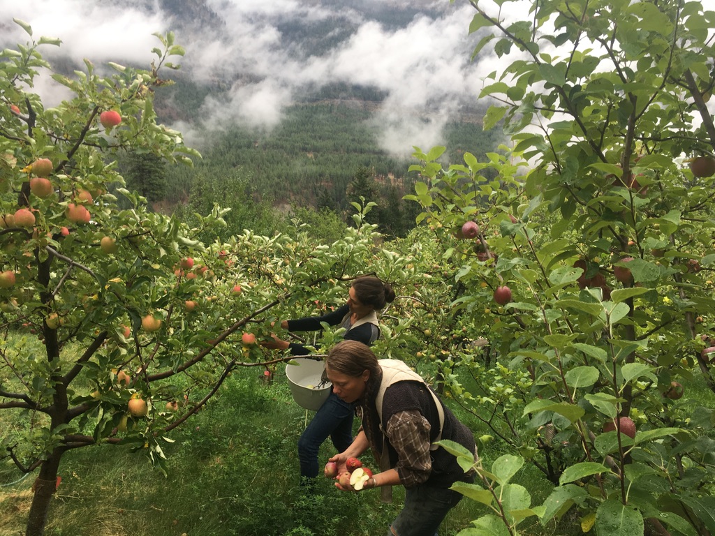 sapo bravo organics, lytton, farm, apprenticeship, internship