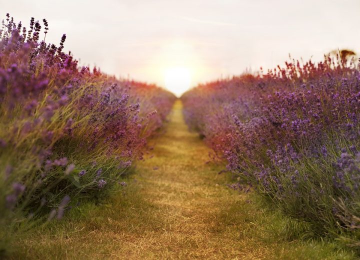 lavender-2706911_960_720