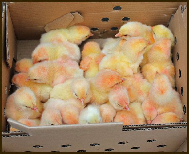 newsat chicks