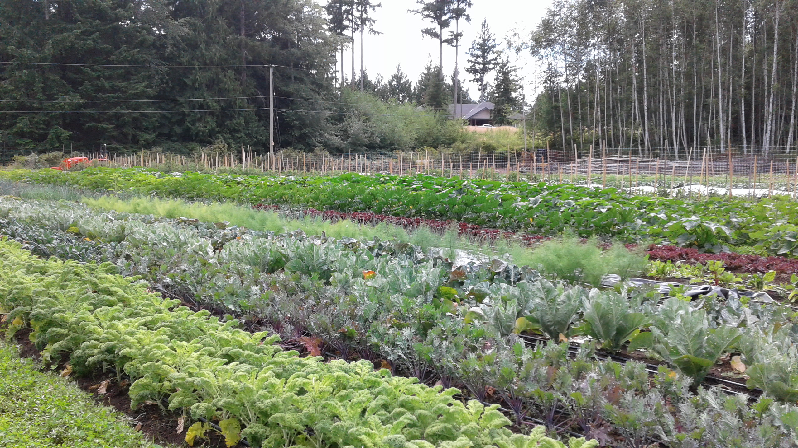 terra nostra farm, march 7, courtenay, powell river, comox, sunshine coast, farm tour, young agrarians
