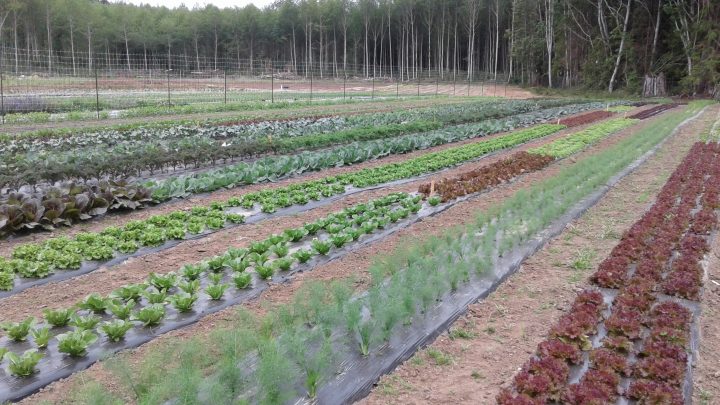 terra nostra farm, march 7, courtenay, powell river, comox, sunshine coast, farm tour, young agrarians