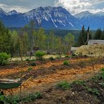 APPRENTICESHIPS: GOLDEN, BC – Goonieland Permaculture Farm