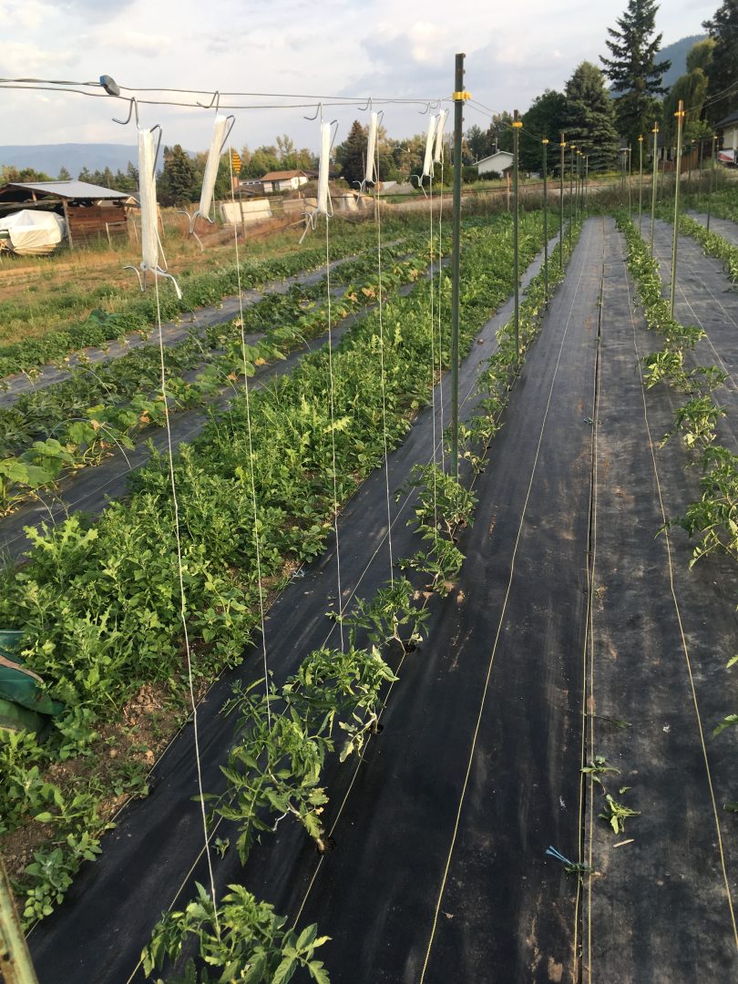 medley farm, summerland, okanagan, farm job