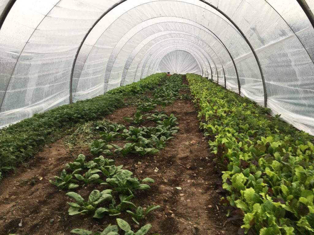 medley farm, summerland, okanagan, farm job