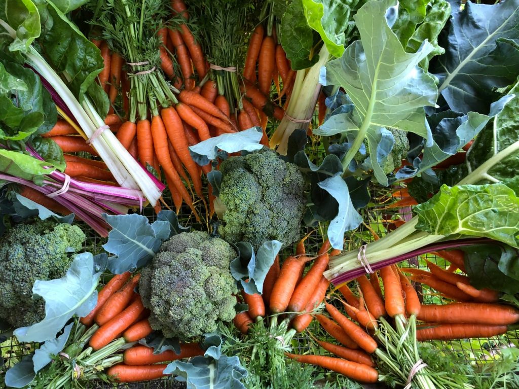 capital greens urban Farm, farm job, ottawa, ontario