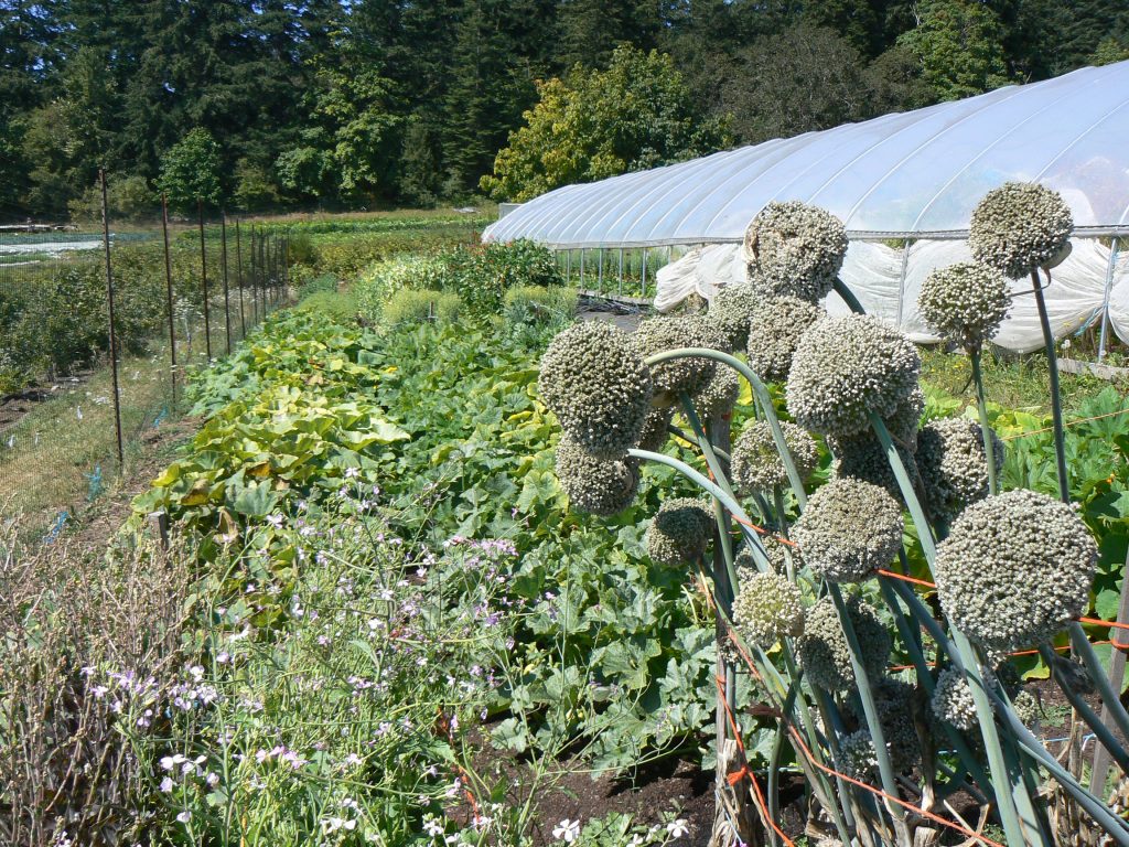 rebeccas garden, victoria bc, farm job, vancouver island