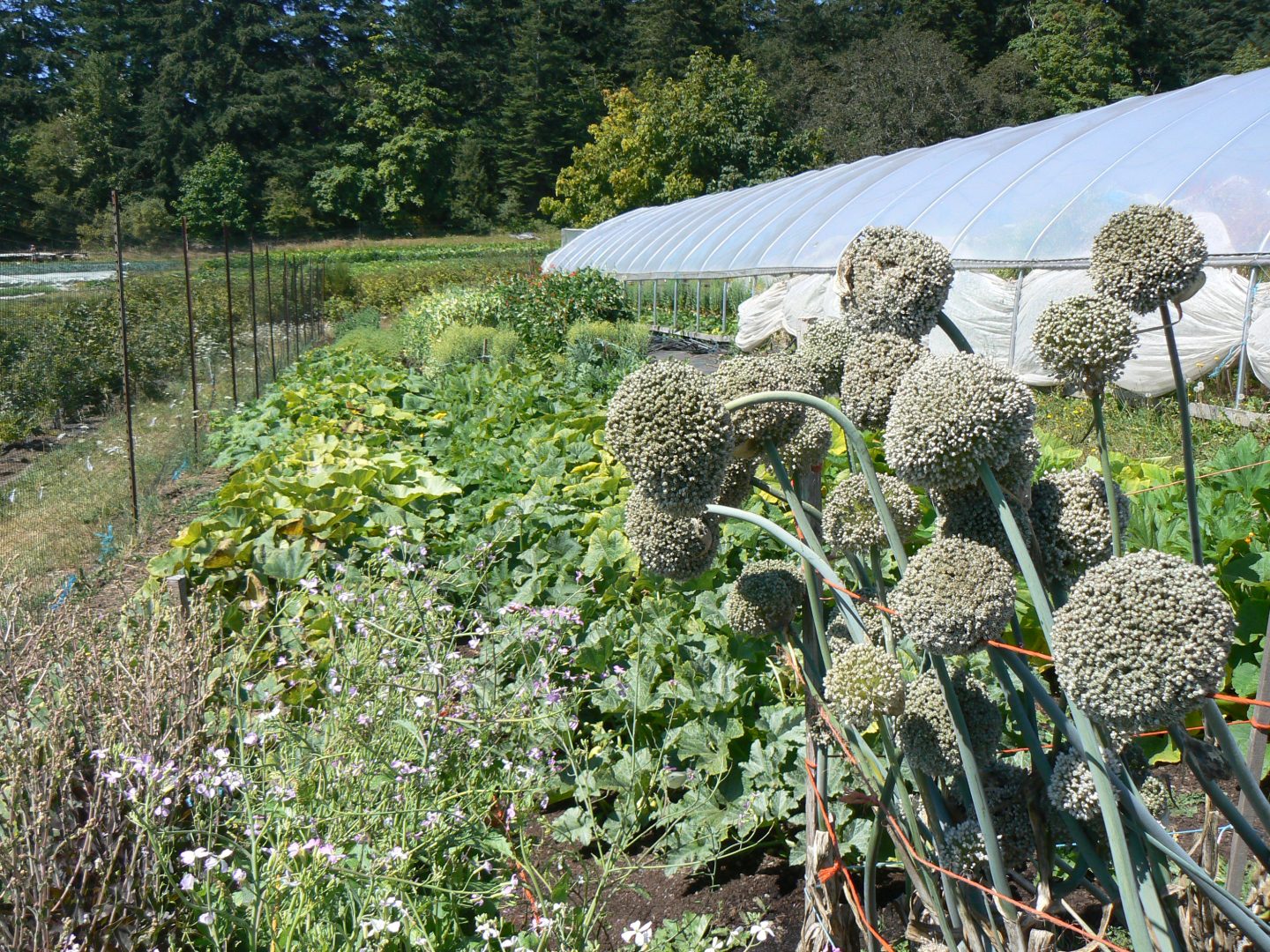 rebeccas garden, victoria bc, farm job, vancouver island