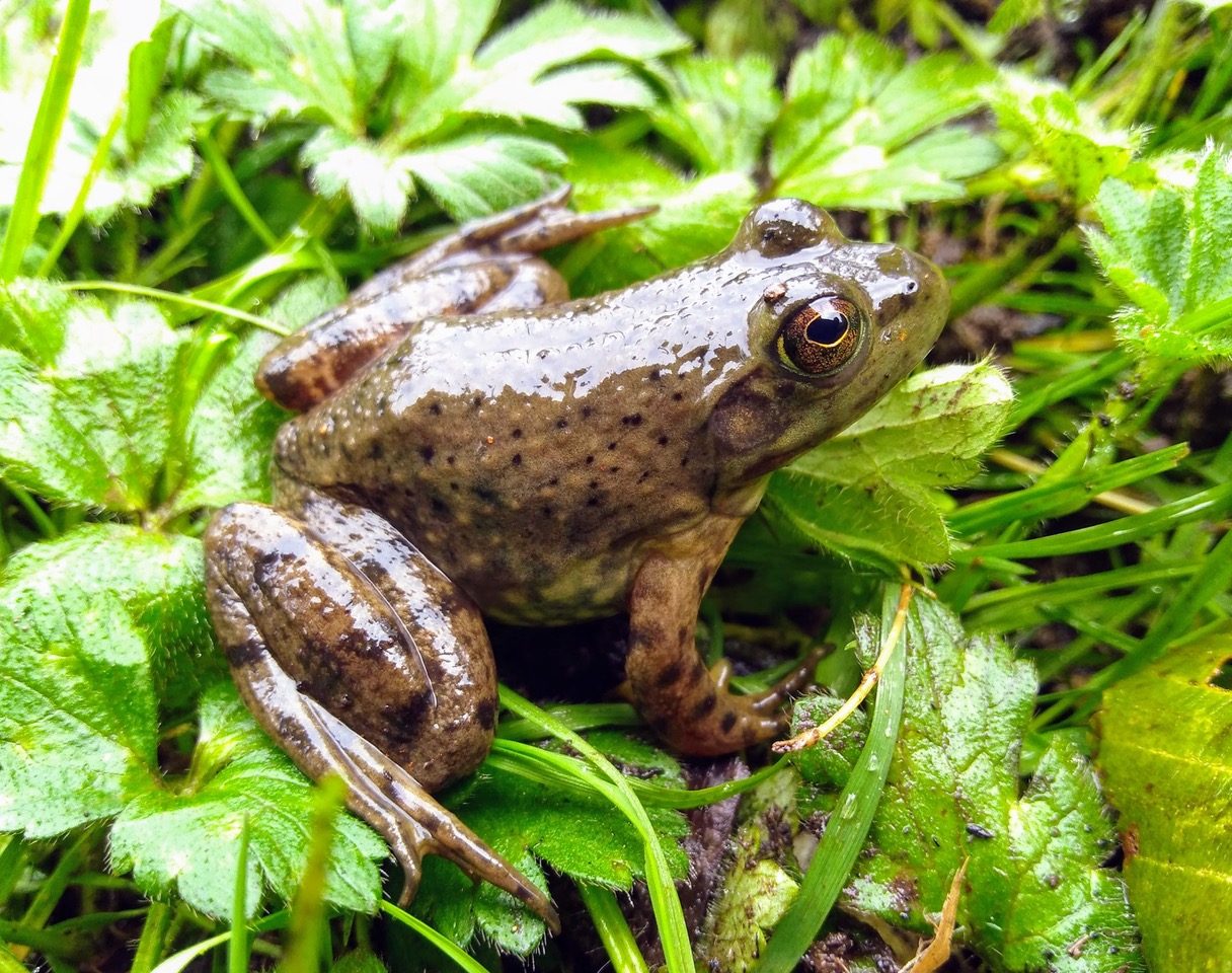 rebeccas garden, victoria bc, farm job, vancouver island