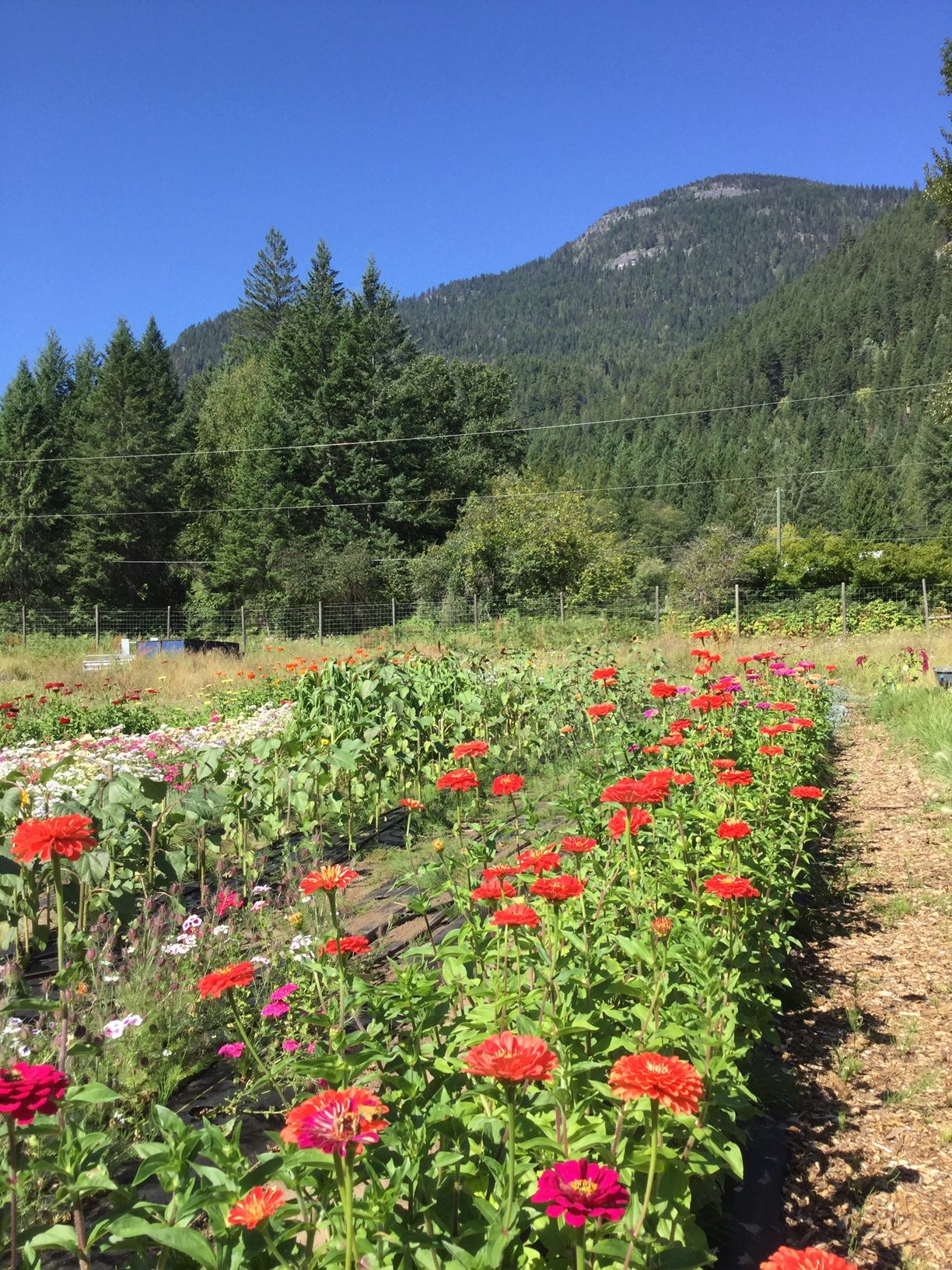 Hummingbird Farm, nelson, bc, kootenays, farm job