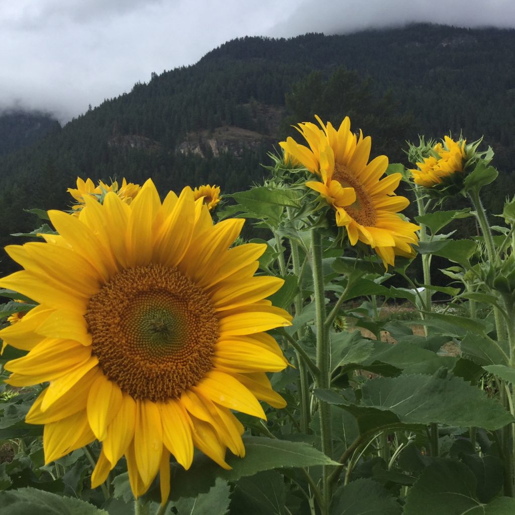 Hummingbird Farm, nelson, bc, kootenays, farm job