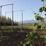 Land Opportunity: Farm in the wild and mountainous Yukon Territory, near Haines Junction