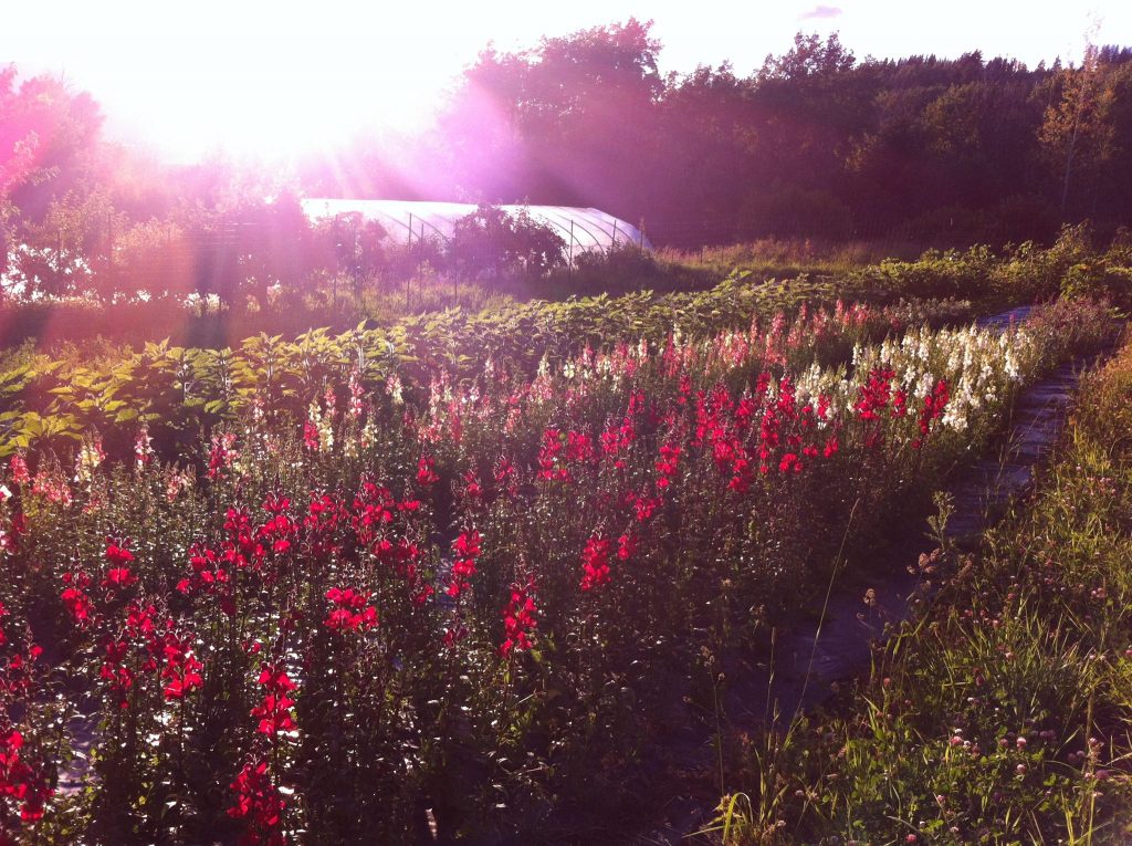 high slope acres, smithers, bc, farm job, young agrarians