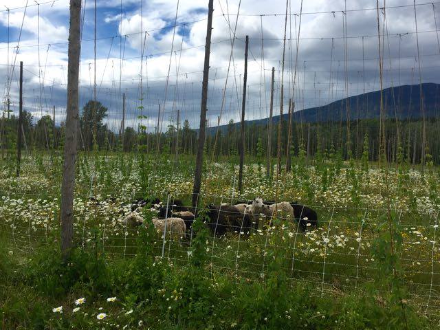 36290260_1478086182297483_7938390402543910912_n