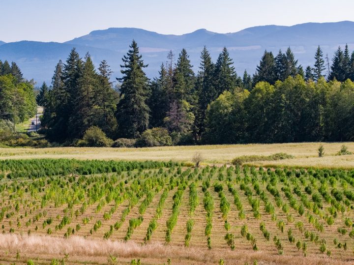FARM JOB NANAIMO, BC Haslam Creek Farm, Field Team Leader