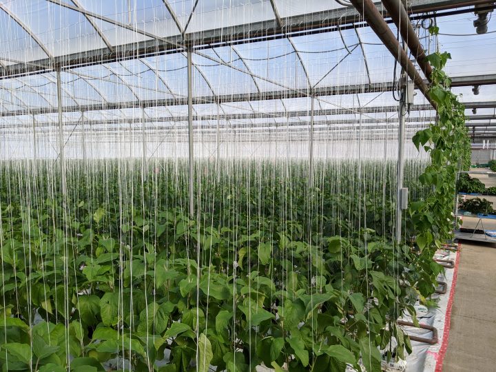 FARM JOB LADYSMITH, BC Island Hothouse Inc, Greenhouse Workers