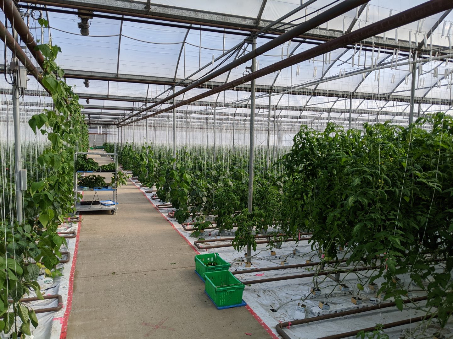 island hothouse, ladysmith, nanaimo, farm job, vancouver island, young