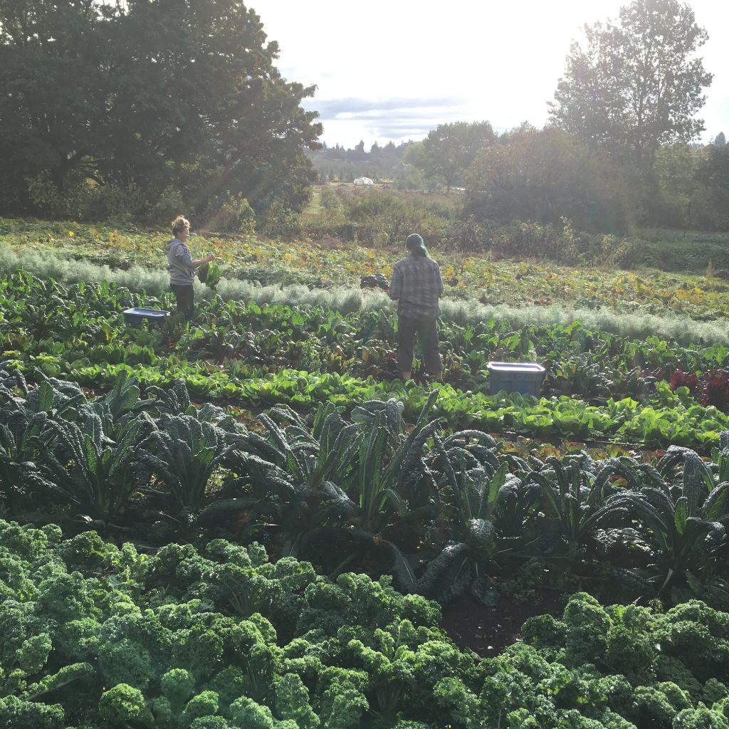 FARM JOBS SAANICH, BC Square Root Farm, PartTime Farm Workers