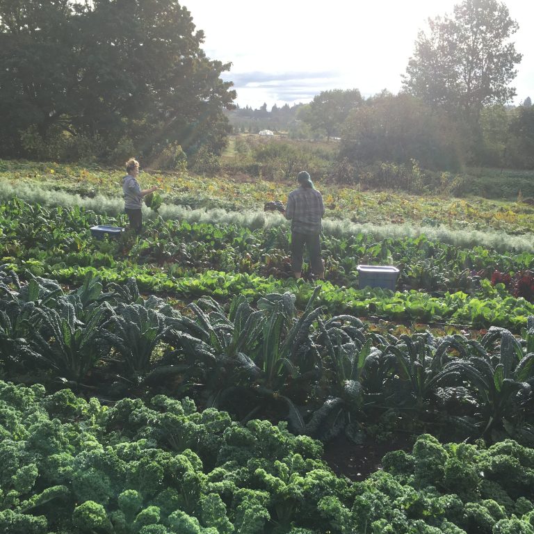 square root farm, farm job, victoria, vancouver island, saanich Young