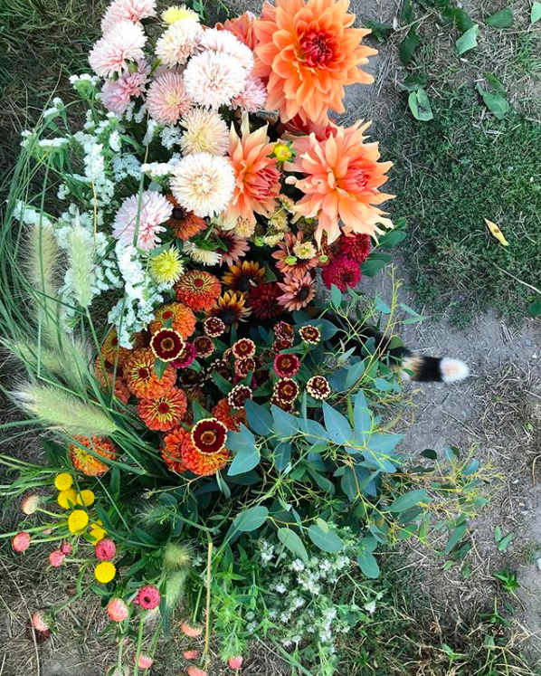 vancouver, delta, river and sea flowers, farm job, flower farm