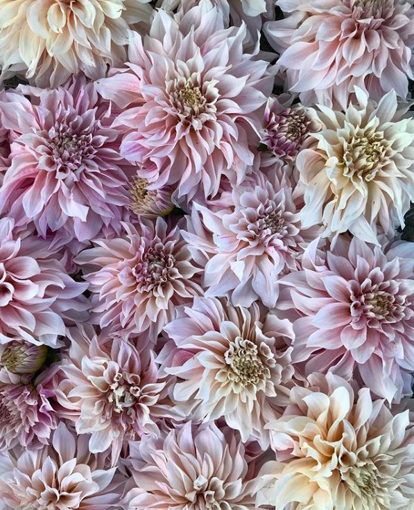 vancouver, delta, river and sea flowers, farm job, flower farm