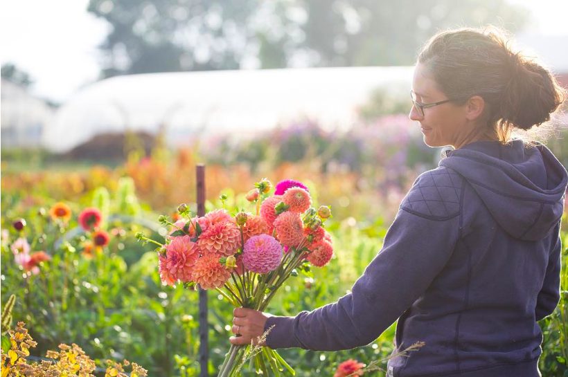 vancouver, delta, river and sea flowers, farm job, flower farm