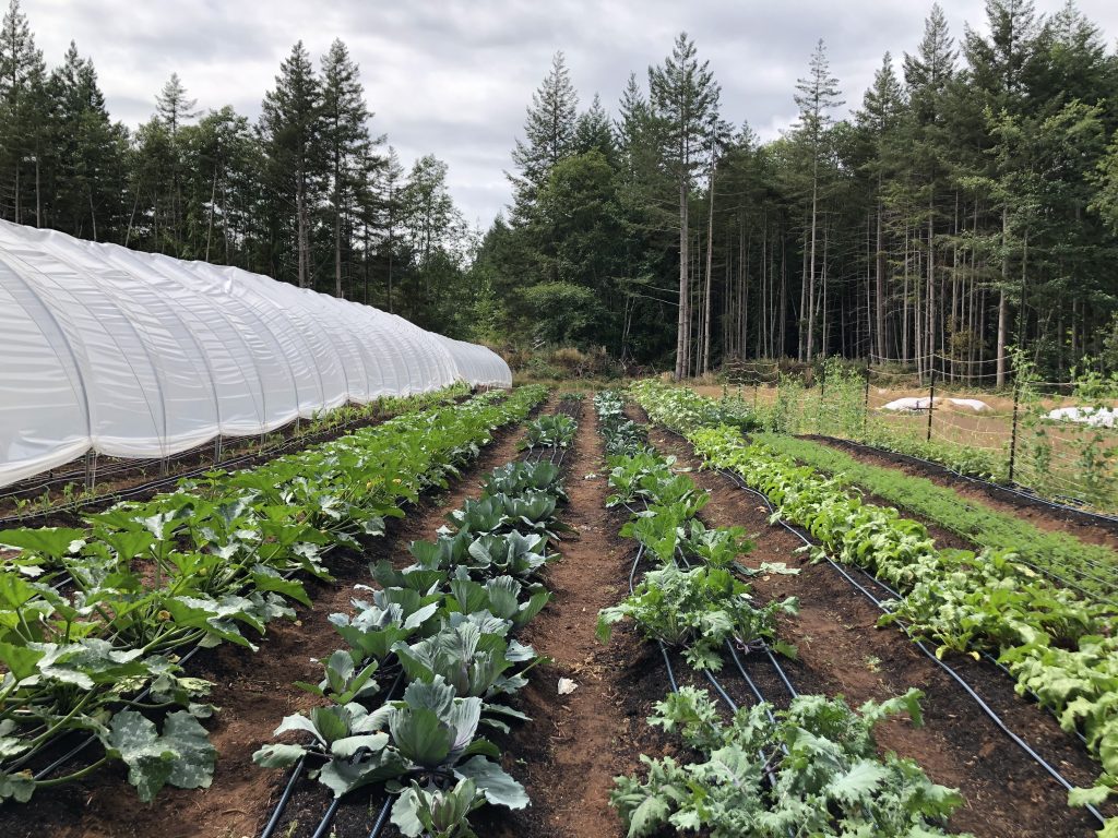 summer soul farm, hornby island, farm job, vancouver island