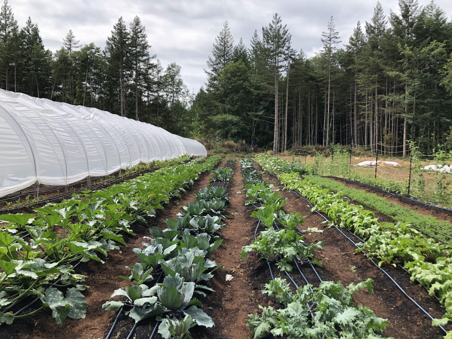 summer soul farm, hornby island, farm job, vancouver island