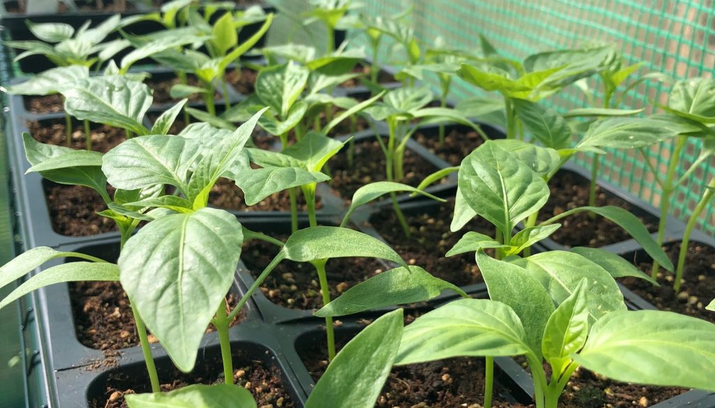 soil & shovel farm, langley, bc, young agrarians, farm jobs